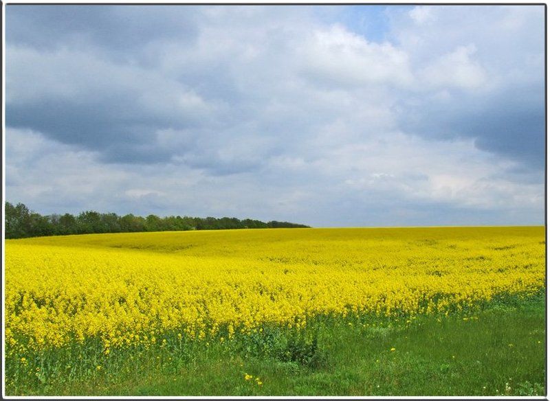 природа, поля, просторы, сельскохозяйственные культуры, рапс, желтые поля Модная культураphoto preview
