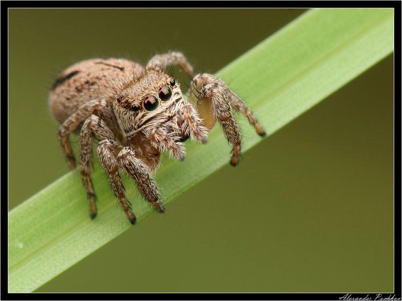 макро, паук, скакун Дядь, а дядь, дай десять копеек!?photo preview