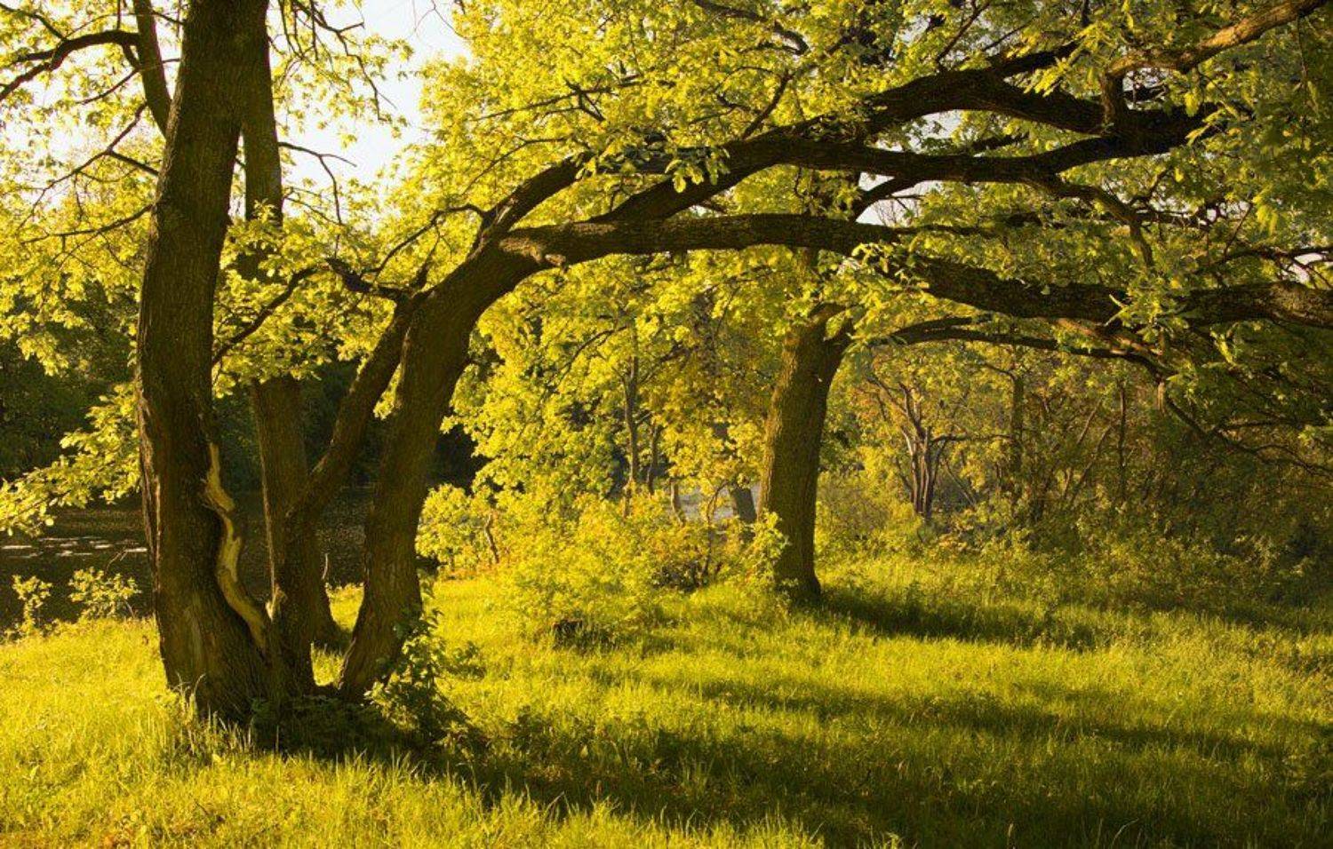 Под сенью деревьев. Автор: Александр Дубовицкий деревья, Александр Дубовицкий