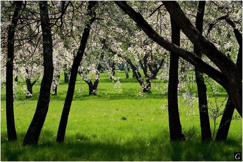 весна, цветение Занавес по-весеннемуphoto preview