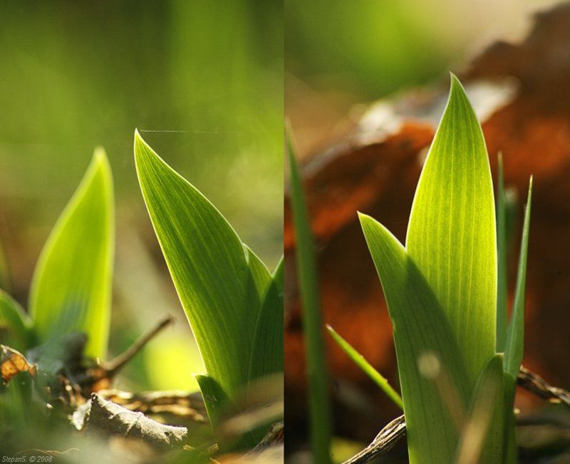 ирис май Майский ирисphoto preview