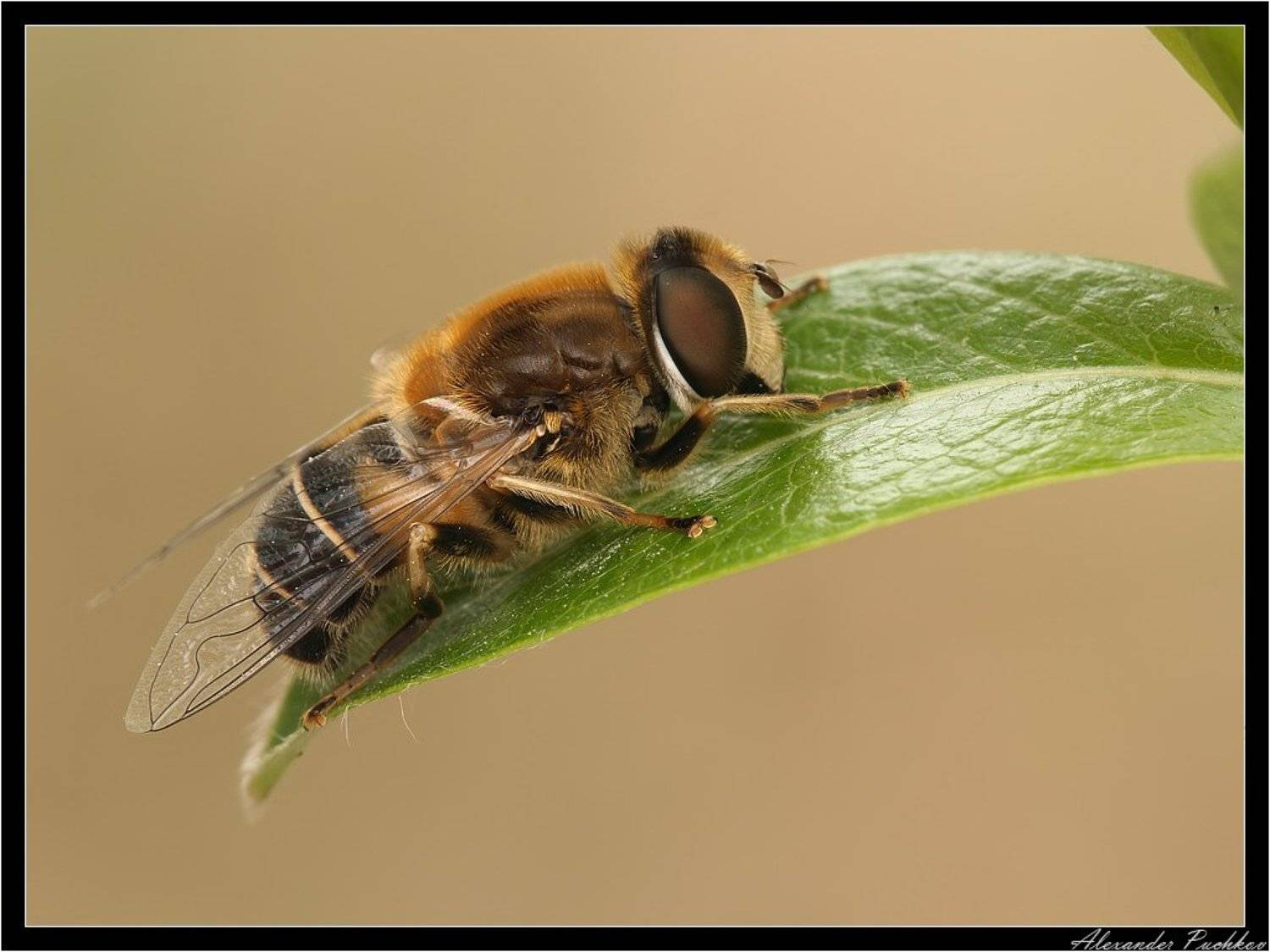 макро, муха, журчалка, Alexander Puchkov