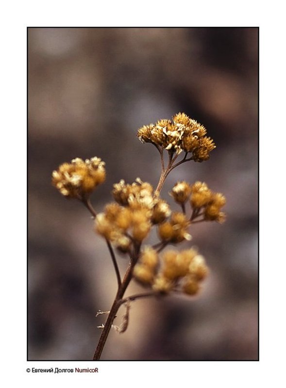 солнце, красноярск, цветы, весна ***photo preview