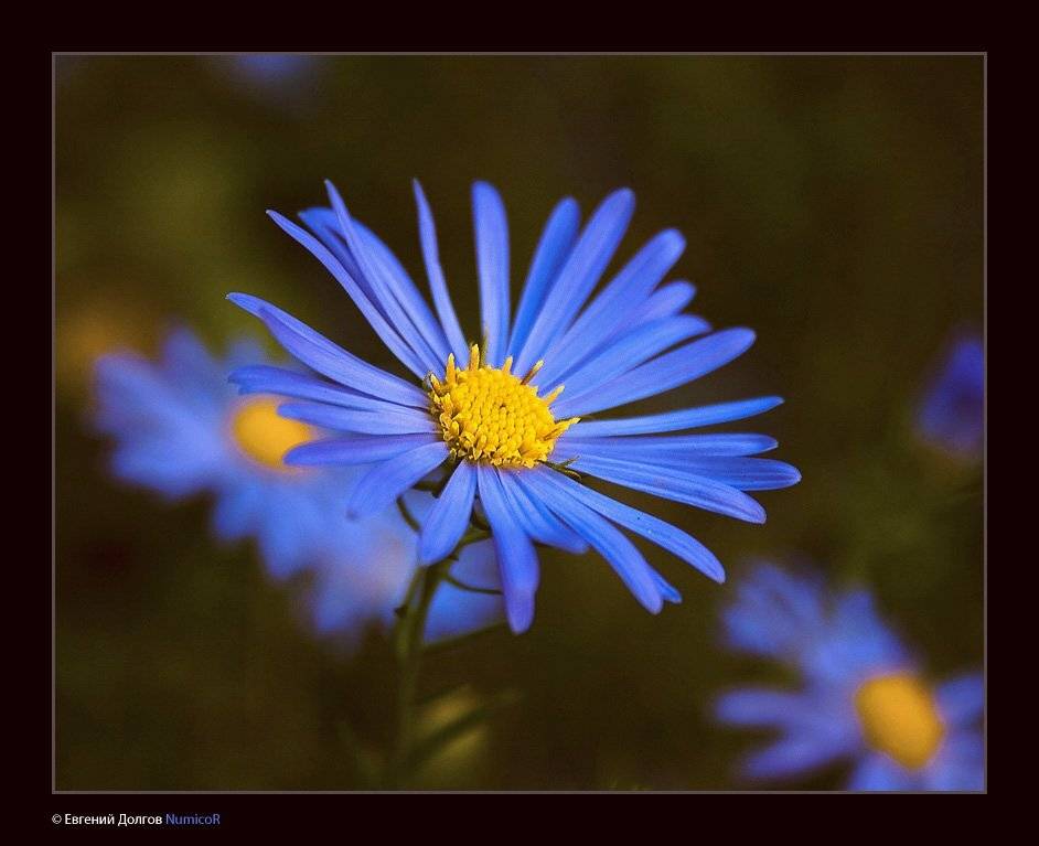 ***. Автор: Евгений Долгов NumicoR осень, набережная, красноярск, закат, Евгений Долгов NumicoR