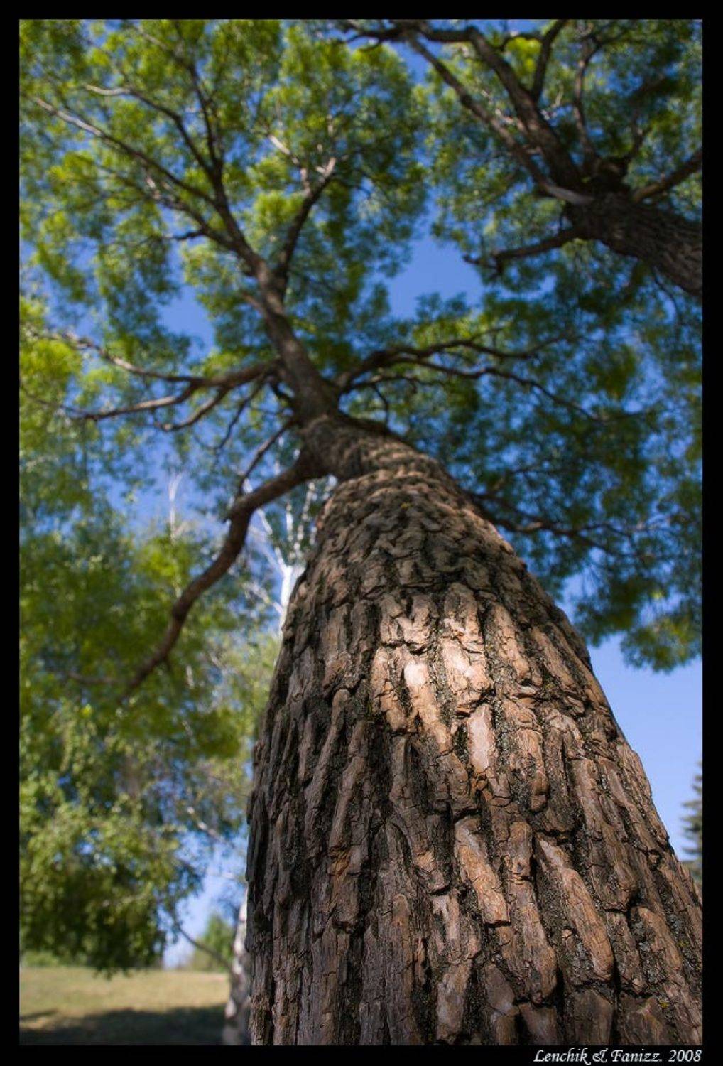 ветка, Лена