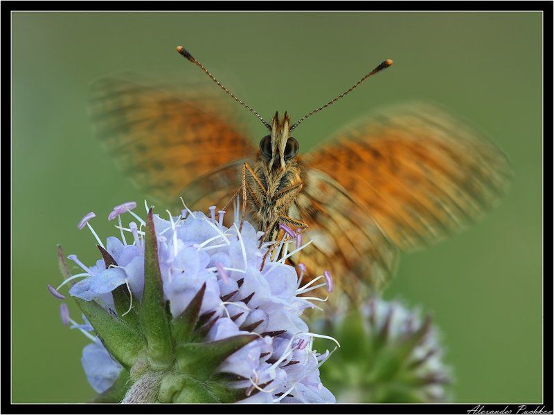 макро, бабочка, перламутровка, селена Крылышками бяк-бяк-бяк-бяк...photo preview