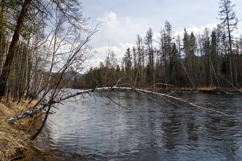 бурятия, река, хаим, весна, береза C низким поклономphoto preview