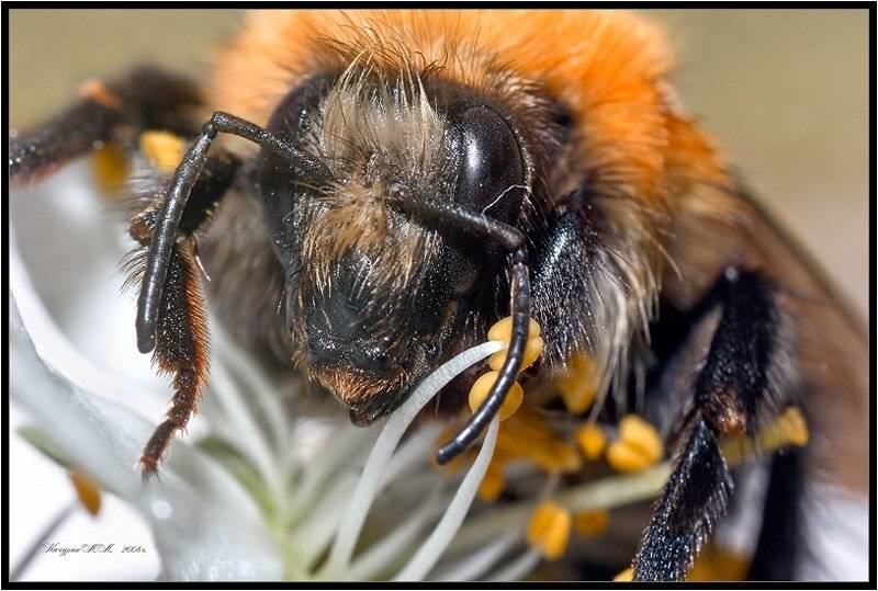 Шмелиный Лев. Автор: Качурин Алексей шмель,весна,макро,насекомые, Качурин Алексей