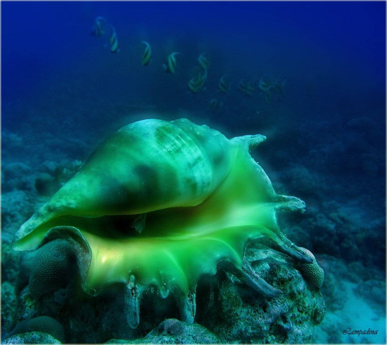 Тайна. Автор: lampadina красное море, судан, подводная съемка, ракушка, рыбы-бабочки, lampadina