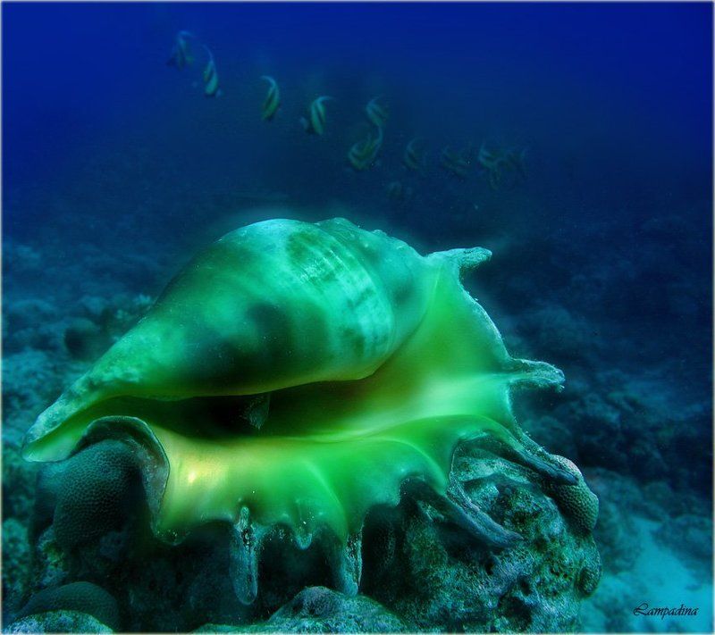 красное море, судан, подводная съемка, ракушка, рыбы-бабочки Тайнаphoto preview