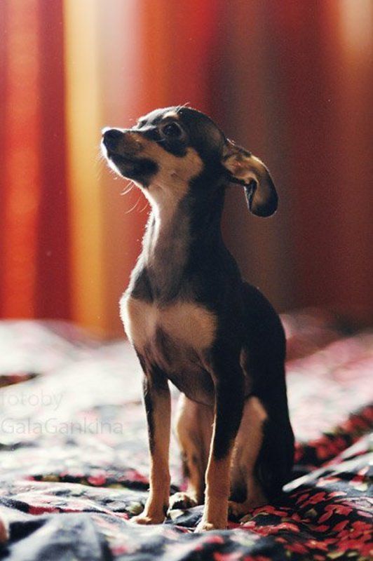 Твигги...photo preview