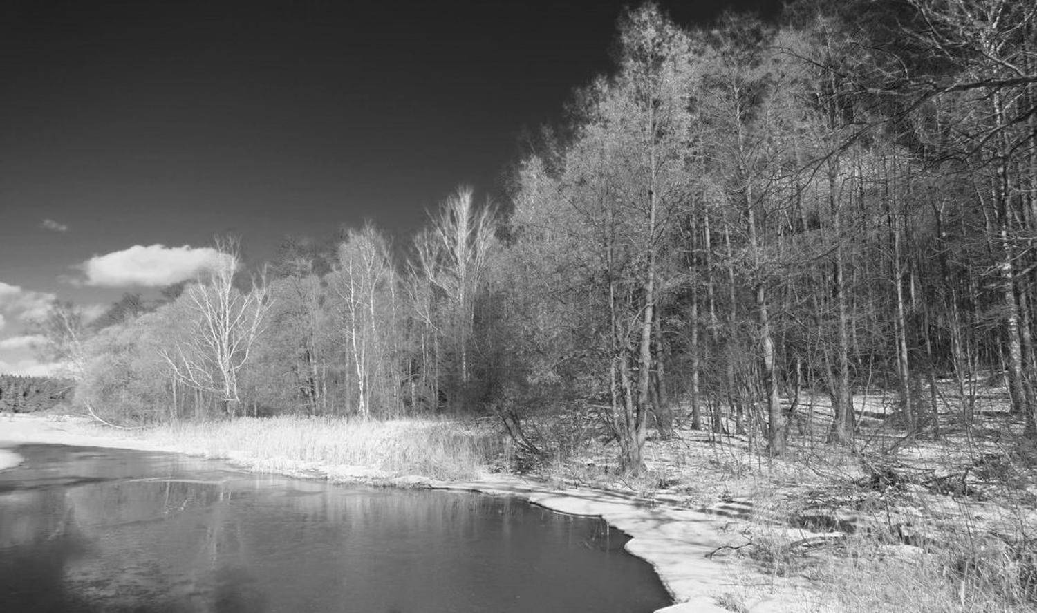 Весенний лес. Автор: Andrey , Andrey