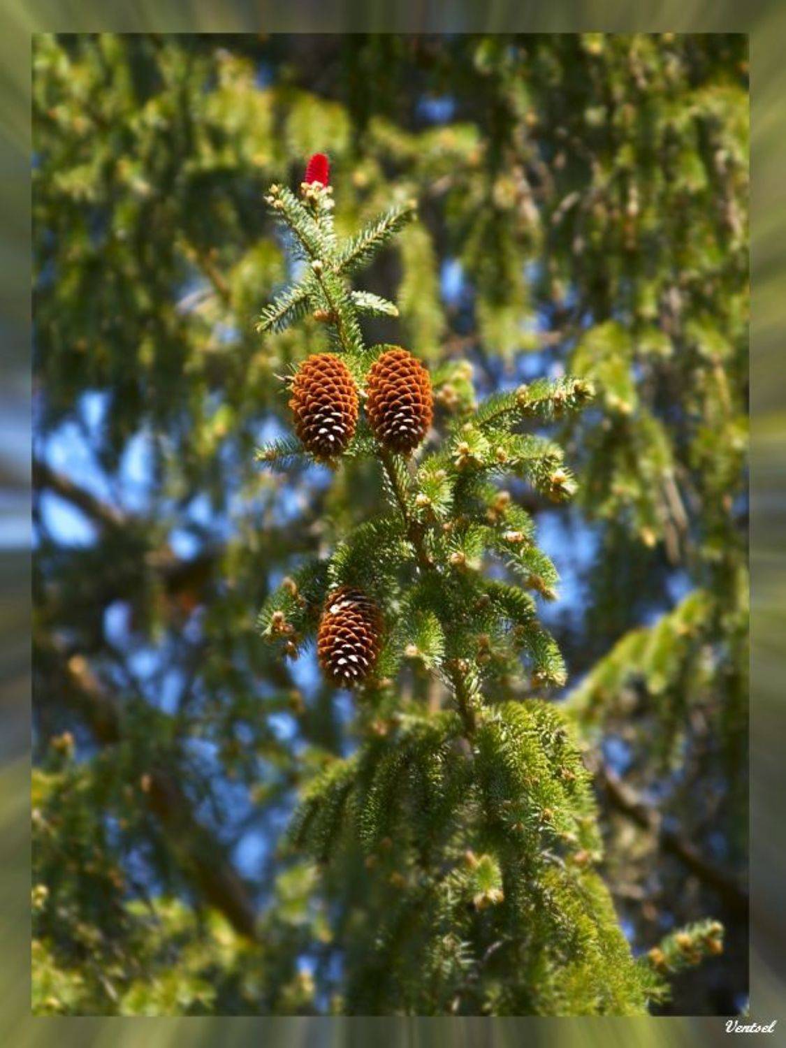 , Венцель Александр