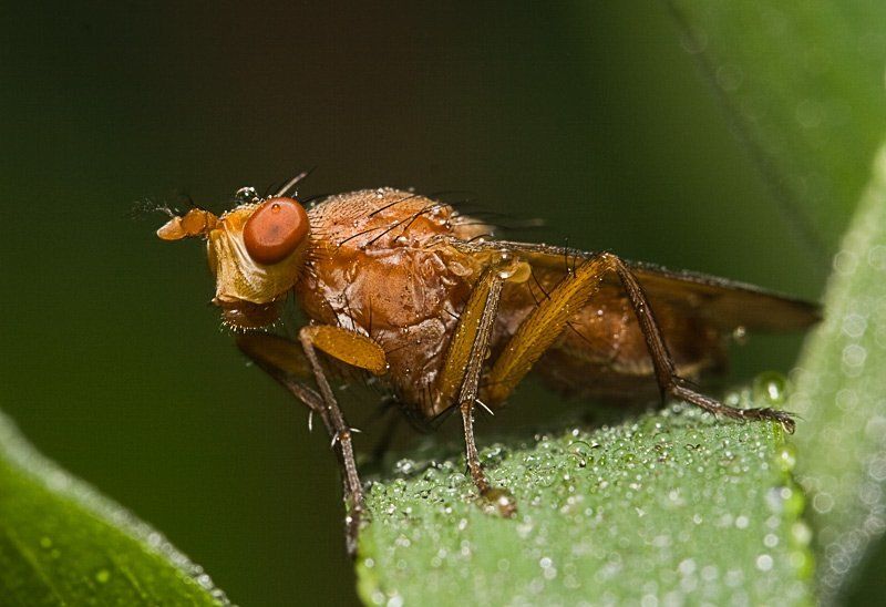 Рыжийphoto preview