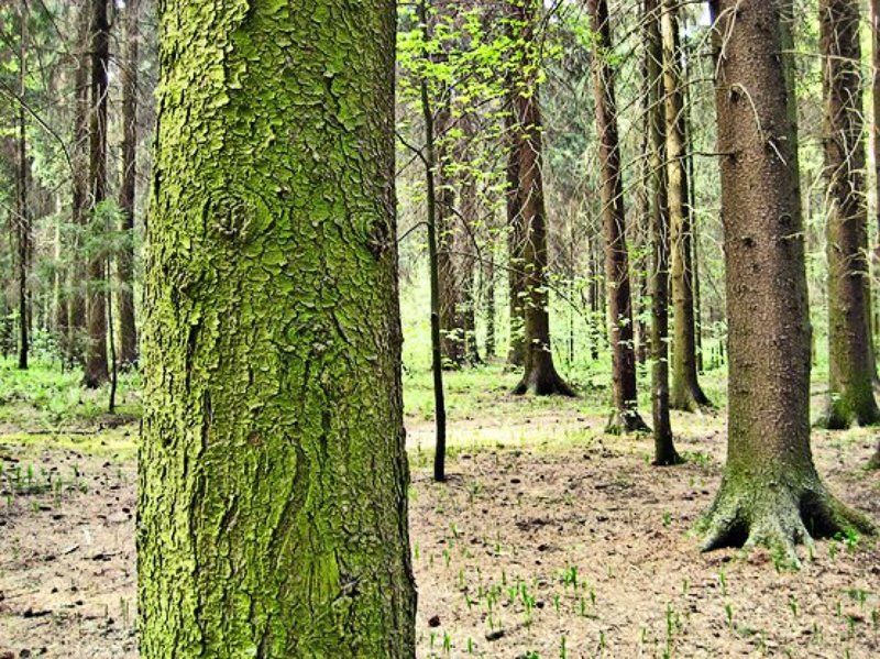 лес Гремучий лесъphoto preview