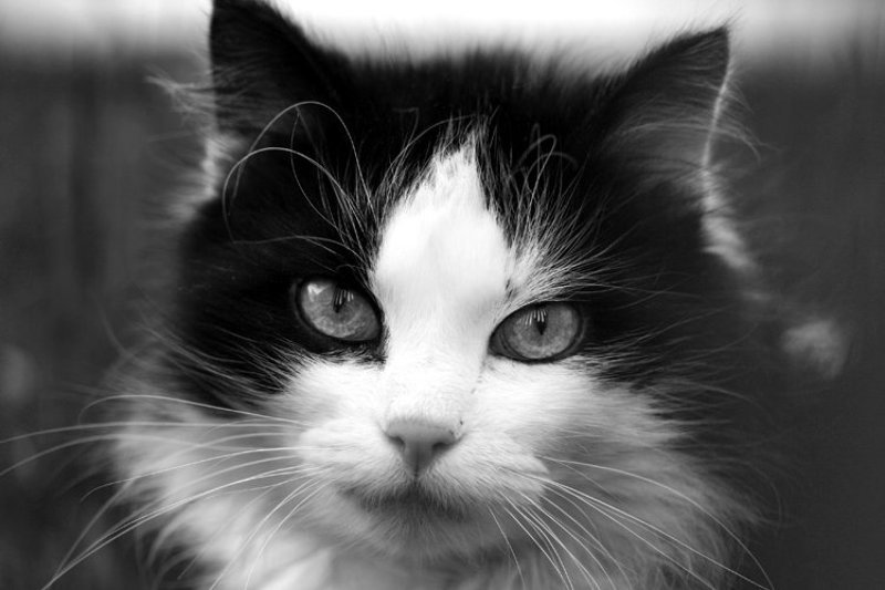 кошка, муся, ч/б портретphoto preview