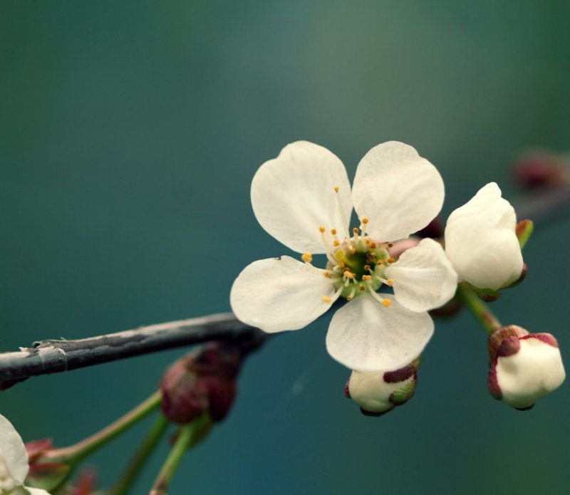 вишня, дерево, цветы, цветок вишняphoto preview