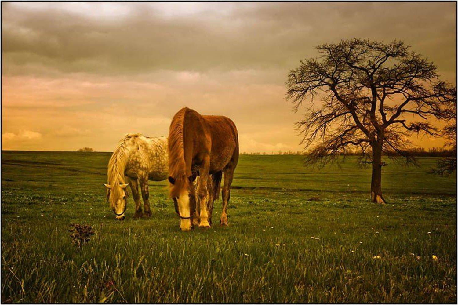 кони , лошади, Yuri Mart