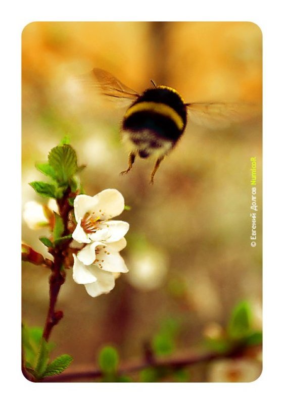 весна, шмель, цветы, солнце, вечер, вжжж полет шмеляphoto preview