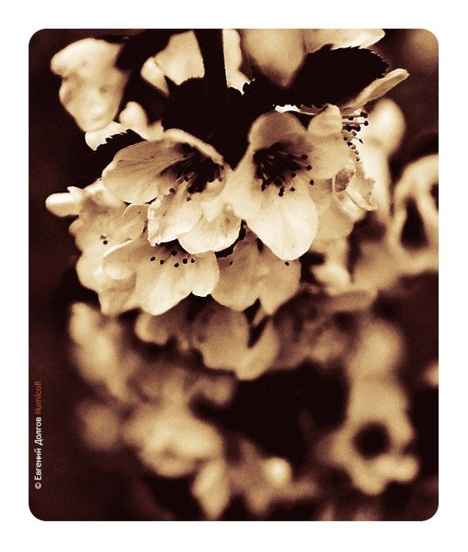 весна, цветы, солнце, вечер ***photo preview