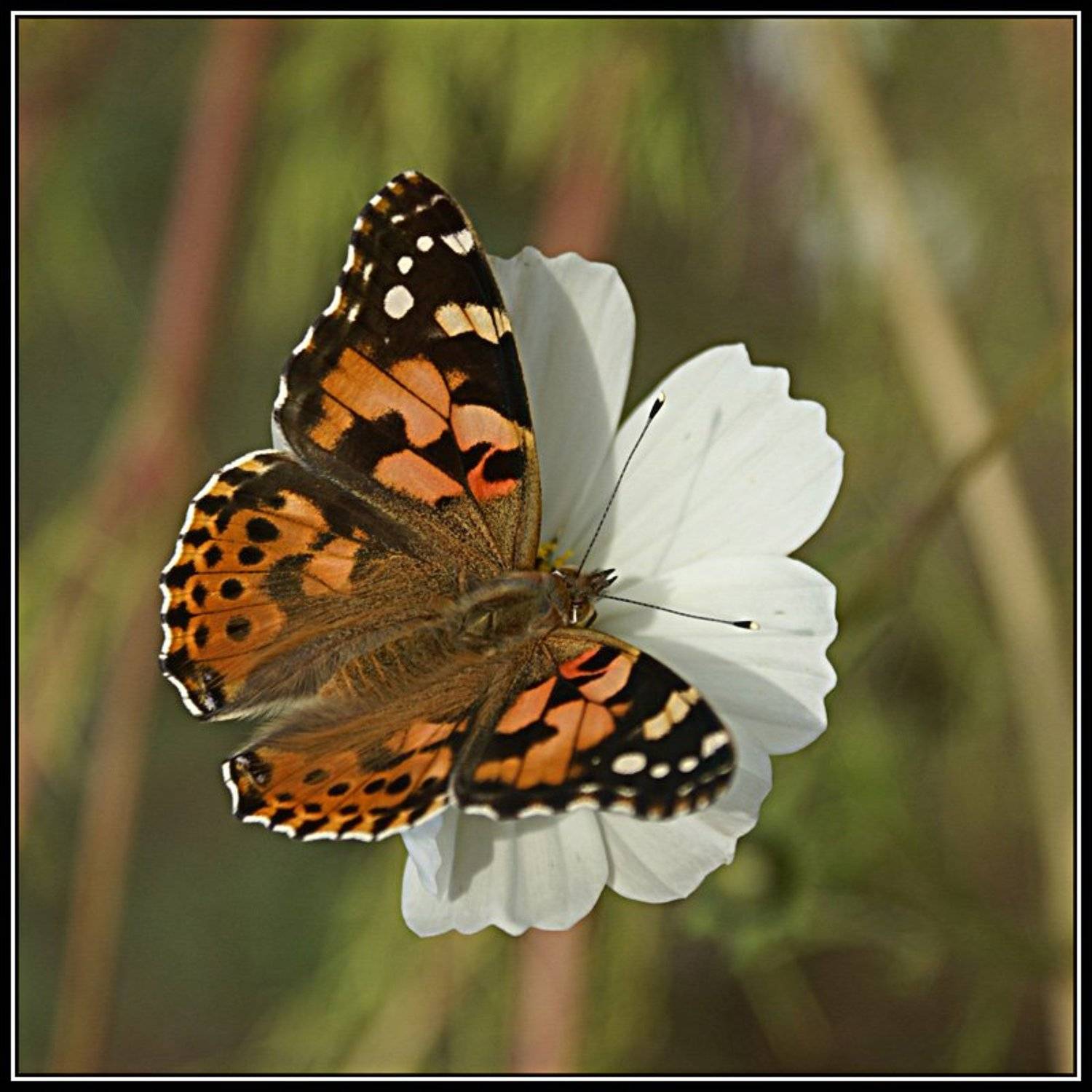 Охота на бабочек. Автор: Патрикеев Александр макро, бабочка, Патрикеев Александр