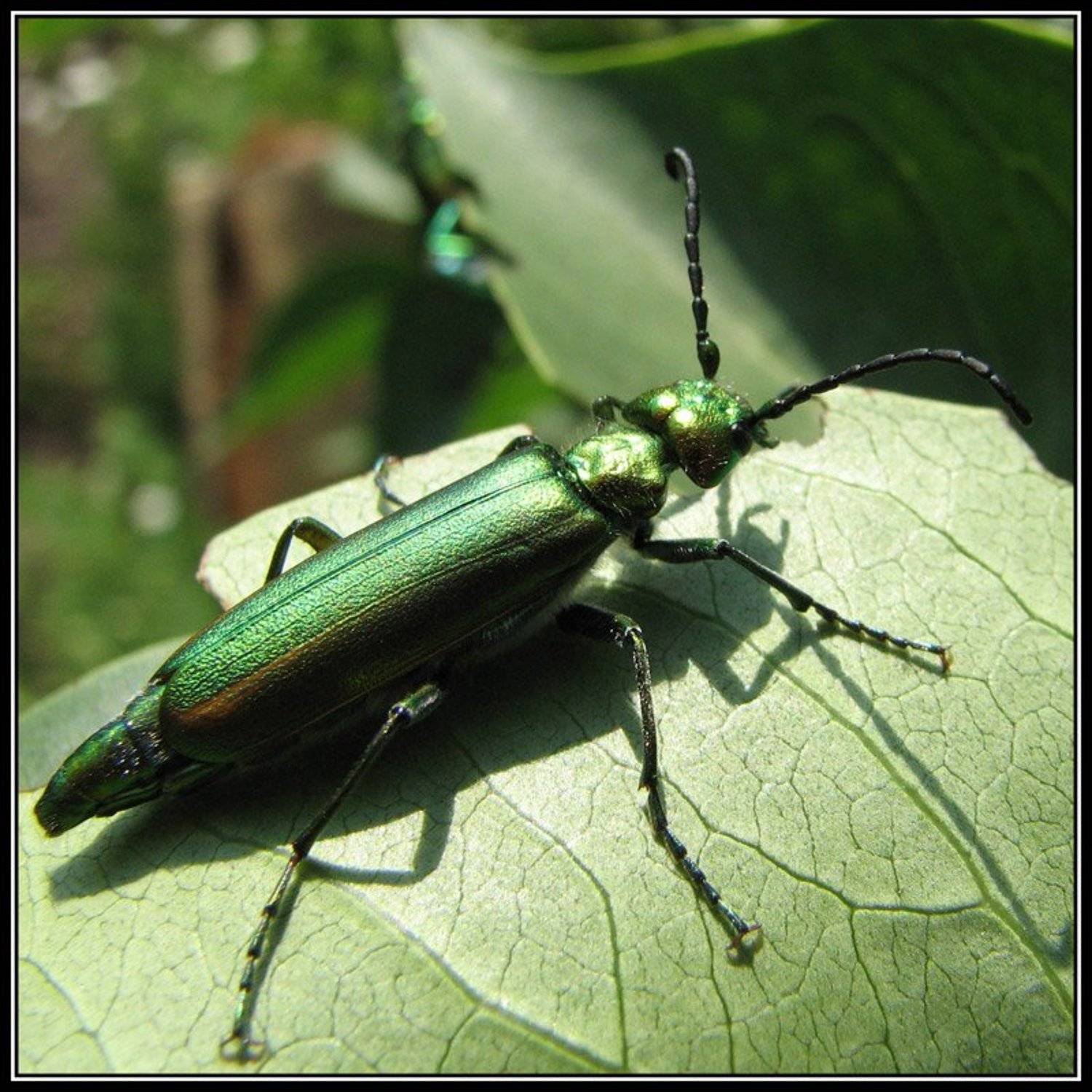 lytta vesicatoria, Патрикеев Александр
