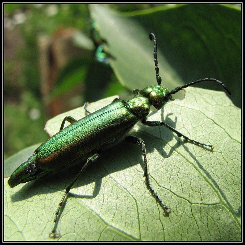lytta vesicatoria Lytta vesicatoriaphoto preview