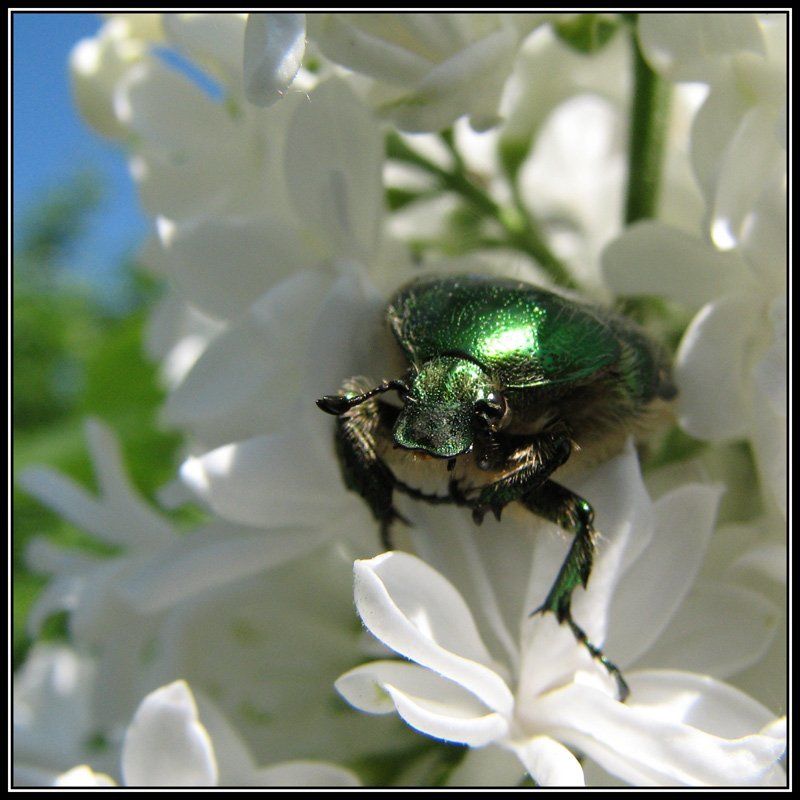 бронзовка, макро Ну, что... фотографировать будем, или глазки строить?photo preview
