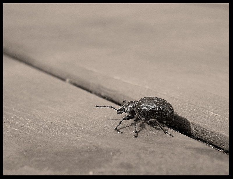 жук, доска По дорожкеphoto preview