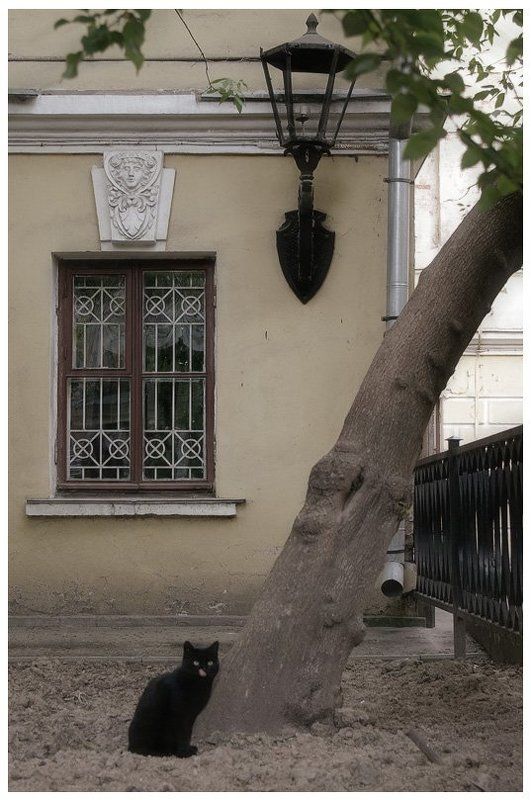 кот фото дворик сценка Песня про котаphoto preview