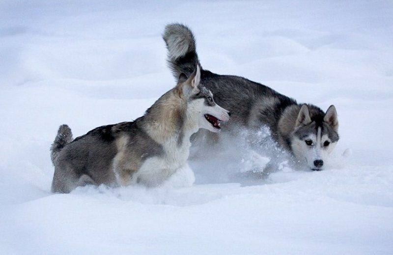 северные ездовые собаки, хаски Хасятаphoto preview