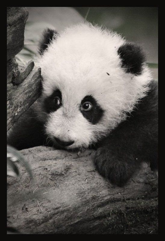 панда, san diego Панда Су-Линьphoto preview