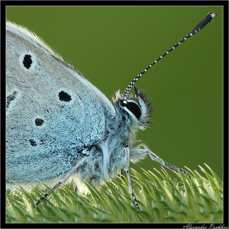 макро, бабочка, голубянка ***photo preview