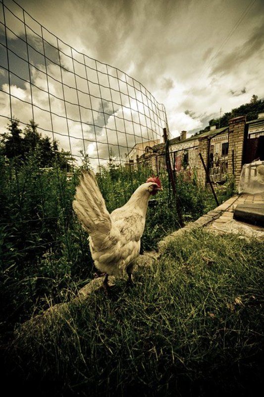 курица, живущая, в городе городская :) фото превью