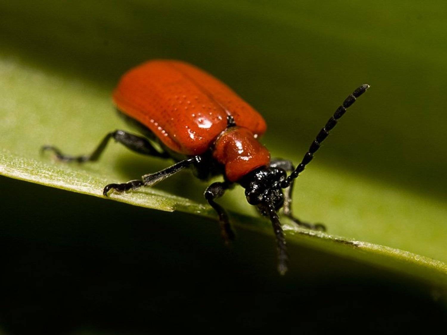 тока б не упасть..., tracker70