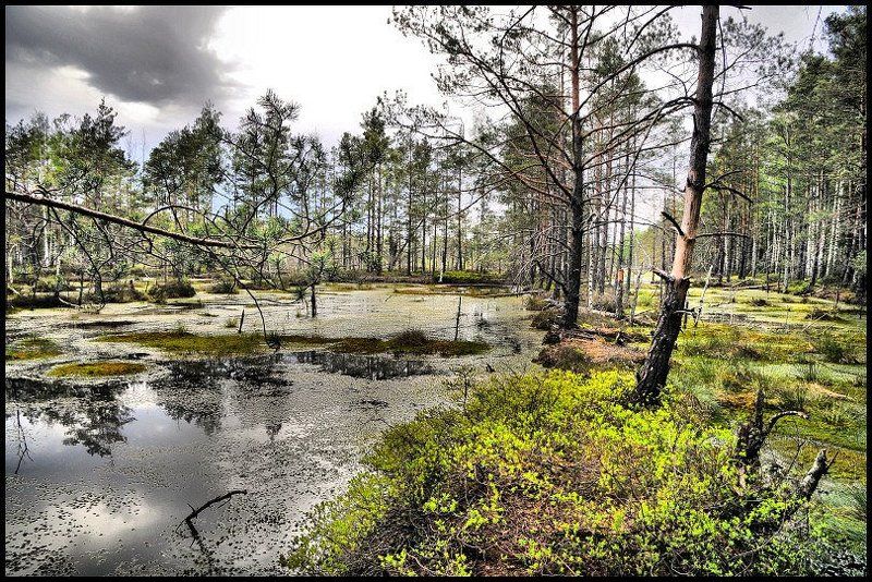 кемери, болото, торфяники Все чудесатее и чудесатее... (Льюис Керрол) фото превью