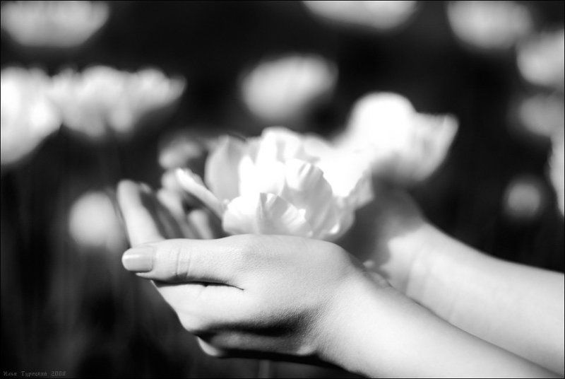 рождение, белого, цвета Рождение Белого Цветаphoto preview