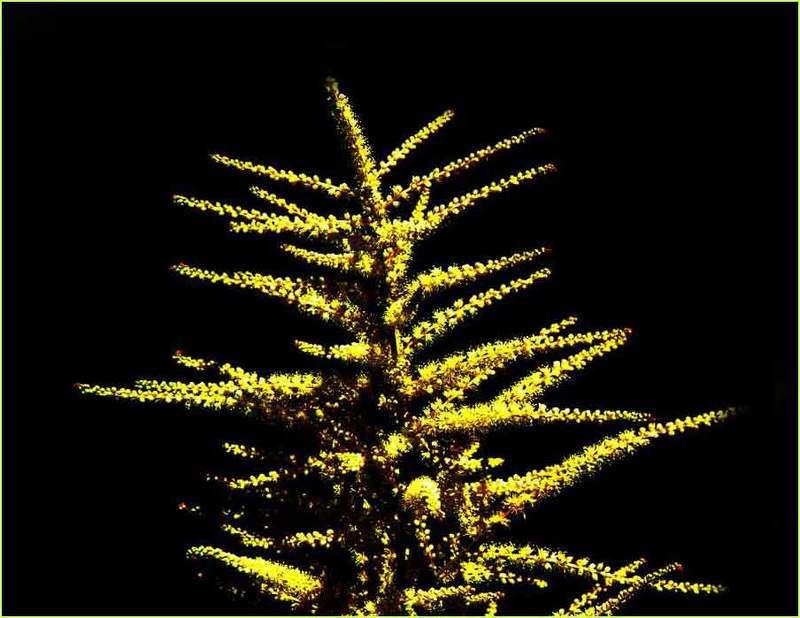 природа,макро,весна,цветы photo preview