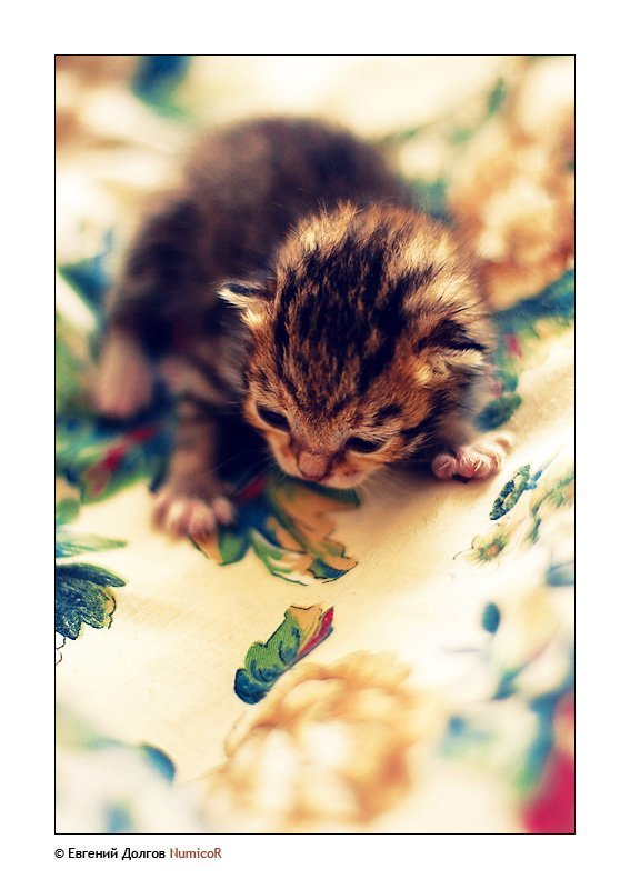 котенок, утро, солнце ***photo preview