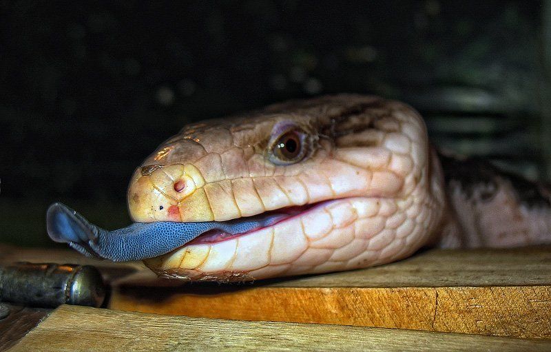 а языка Вам не надо?photo preview