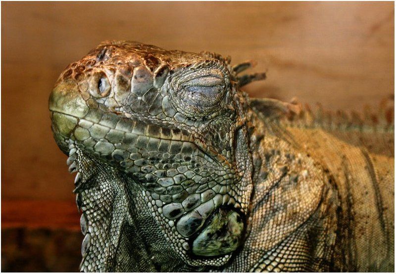 почти сон, почти динозавра!photo preview