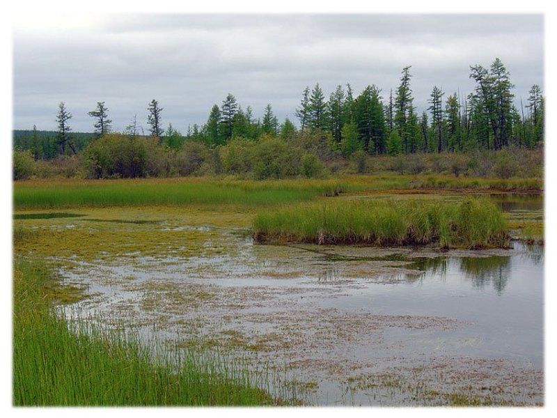 река,заросли,тайга Заросшее русло рекиphoto preview