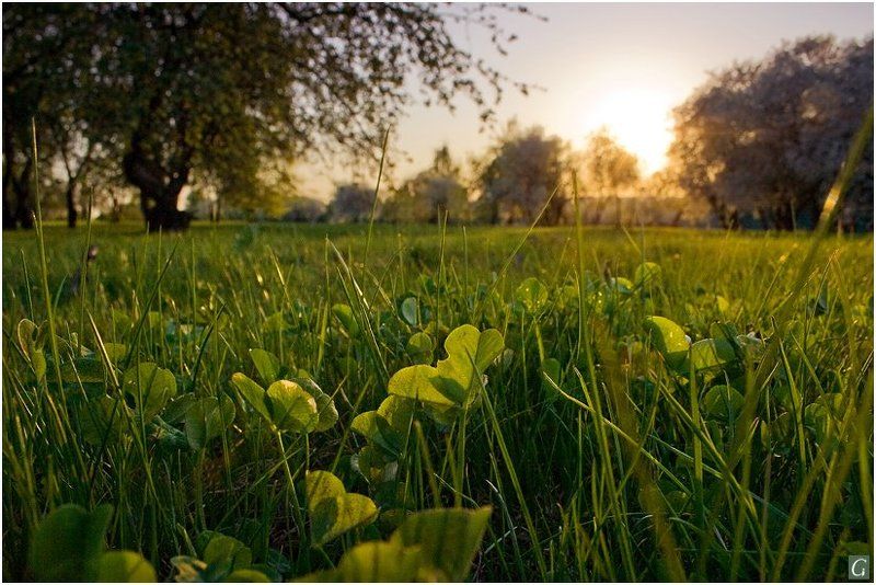 закат,  лёжа, в траве лёжа в траве, провожая солнце...photo preview