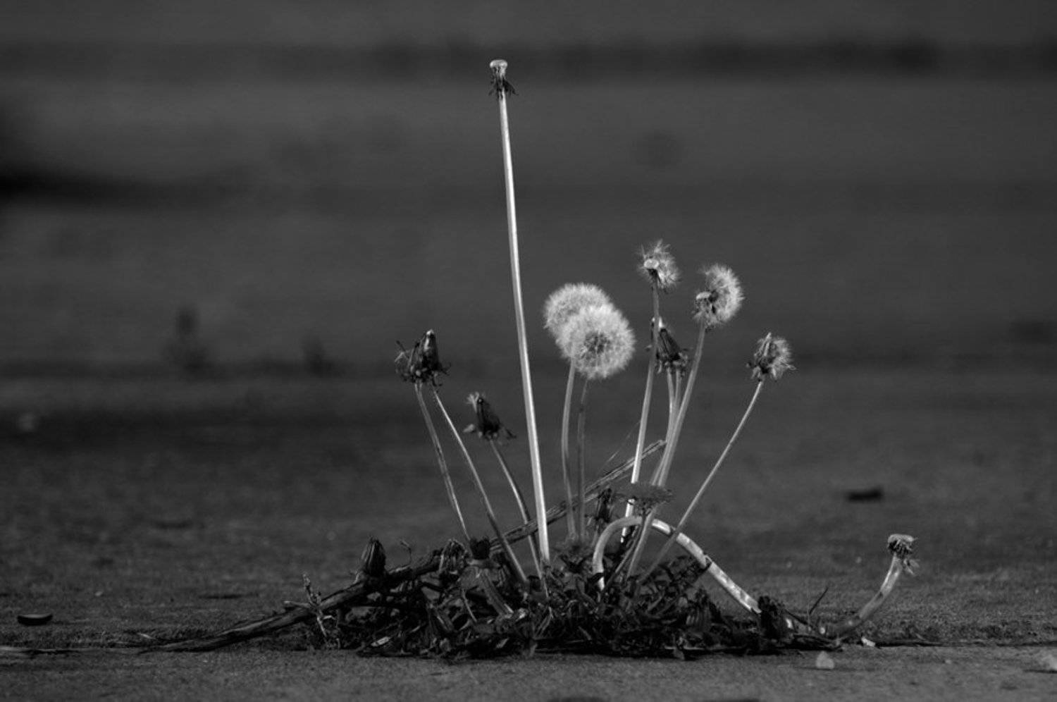 одуванчик, цветы, бетон, город, Le`sha