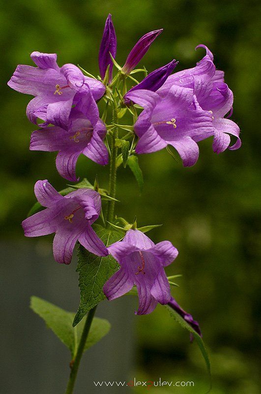 день,рождениеа,владимирова,цветы,праздник,флора С Днем Рождения Веруньчик! фото превью
