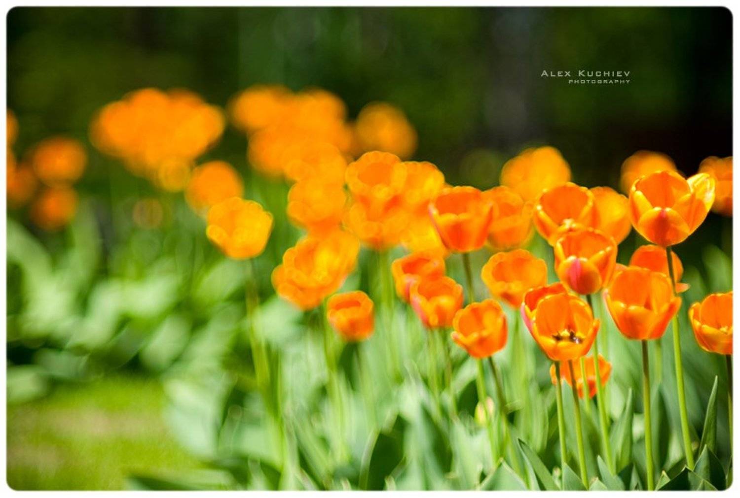 тюльпаны, весна, солнце, Кучиев Александр