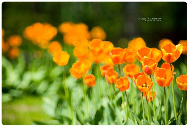 тюльпаны, весна, солнце Тюльпаныphoto preview