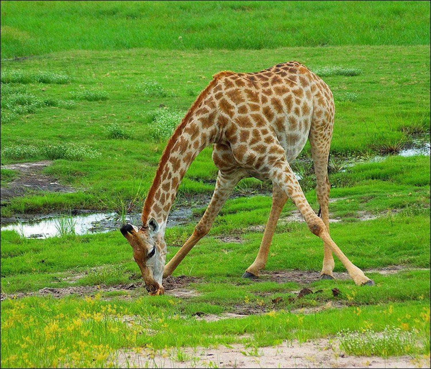 африка, ботсвана, национальный, парк, чобэ, Leonid Shtishevskiy