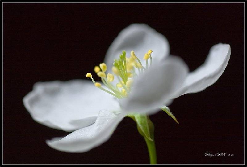 Яблоневая невеста. Автор: Качурин Алексей цветок,яблоня,этюд, Качурин Алексей