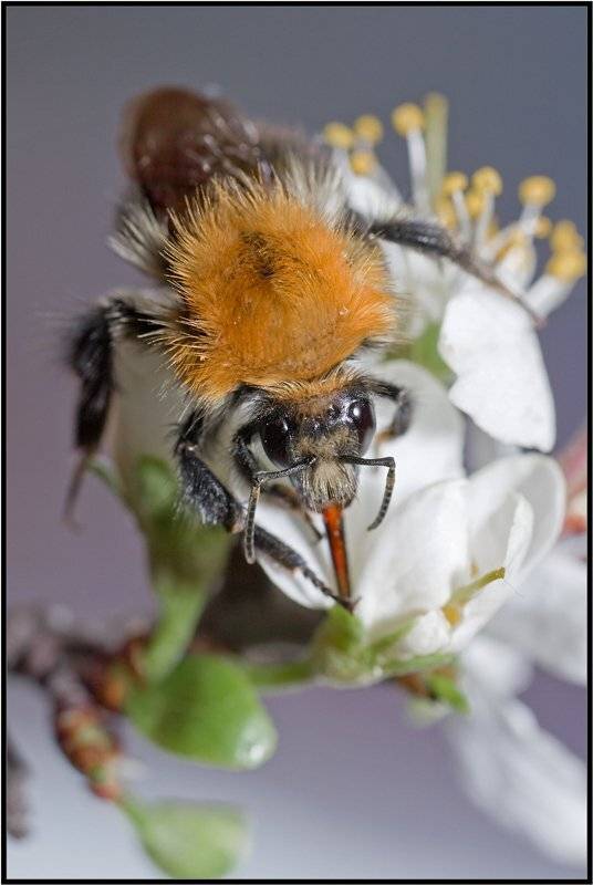 Инструмент.... Автор: Качурин Алексей шмель,макро,весна,качурин алексей, Качурин Алексей